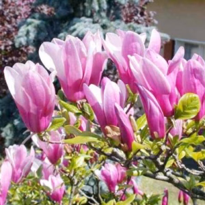 Magnolia (Beverboom of Tulpenboom)