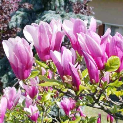 Magnolia (Beverboom of Tulpenboom)