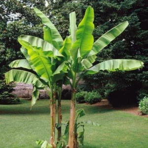 Ensete en Musa (Tuin banaan)