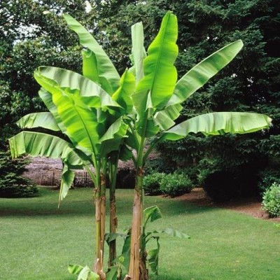 Ensete en Musa (Tuin banaan)