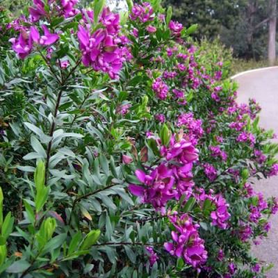 Polygala myrtifolia (Vleugeltjesbloem)