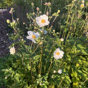 Anemone hyb. 'Honorine Jobert' (herfst anemoon)