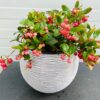 Gaultheria procumbens (Bergthee)