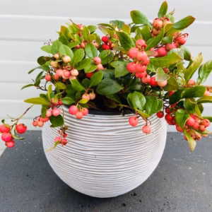 Gaultheria procumbens (Bergthee)