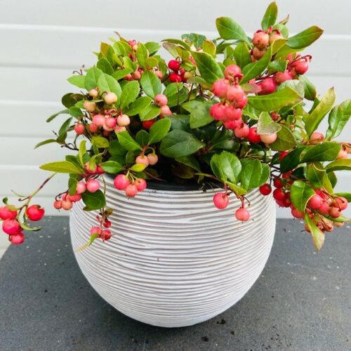 Gaultheria procumbens (Bergthee)