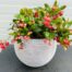 Gaultheria procumbens (Bergthee)