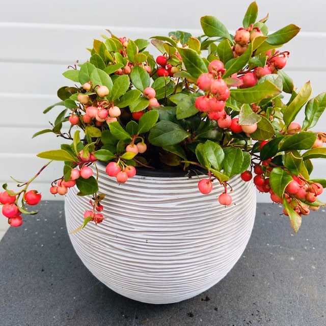 Gaultheria procumbens (Bergthee)