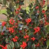 Ilex aquifolium J.C. van Tol