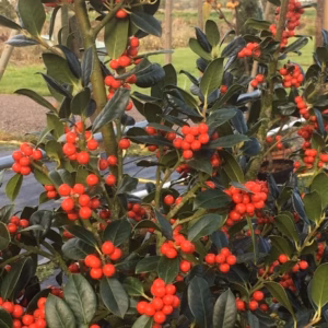 Ilex aquifolium J.C. van Tol