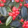 Ilex aquifolium J.C. van Tol