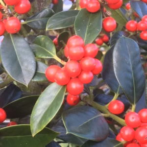 Ilex aquifolium J.C. van Tol