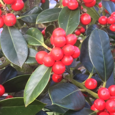 Ilex aquifolium J.C. van Tol