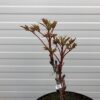 Paeonia suffruticosa lila (boompioen)