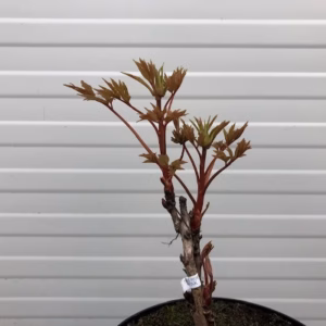Paeonia suffruticosa lila (boompioen)