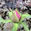 Paeonia suffruticosa lila (boompioen)