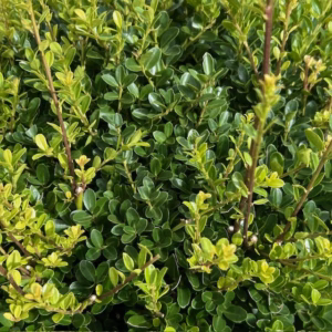 Ilex crenata 'Green Lustre' bol 40 - 50 cm (Japanse hulst)