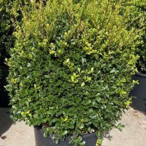 Ilex crenata 'Green Lustre' bol 40 - 50 cm (Japanse hulst)
