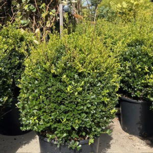 Ilex crenata 'Green Lustre' bol 40 - 50 cm (Japanse hulst)