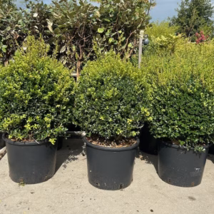 Ilex crenata 'Green Lustre' bol 40 - 50 cm (Japanse hulst)