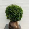 Ilex crenata bol 50 cm