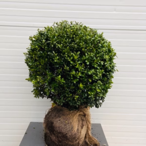 Ilex crenata bol 50 cm