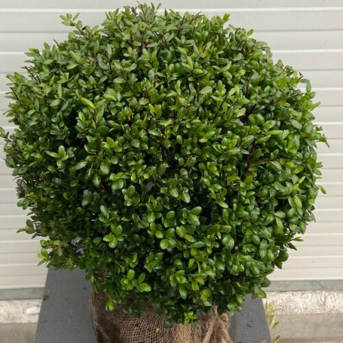 Ilex crenata bol 50 cm