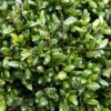 Ilex crenata bol 50 cm