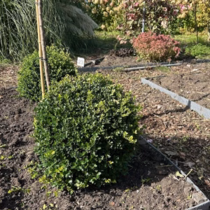 Ilex crenata 'Green Lustre' bol 40 - 50 cm