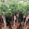 Olea europaea (Olijf) op stam totale hoogte 130 cm