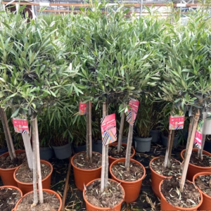 Olea europaea (Olijf) op stam totale hoogte 130 cm