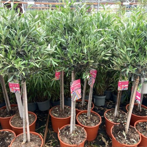 Olea europaea (Olijf) op stam totale hoogte 130 cm