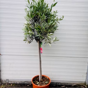 Olea europaea (Olijf) op stam