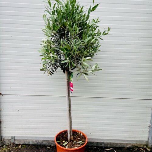 Olea europaea (Olijf) op stam
