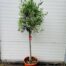 Olea europaea (Olijf) op stam