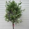 Olea europaea (Olijf) op stam