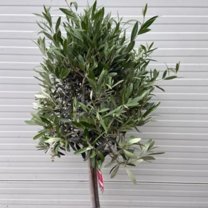 Olea europaea (Olijf) op stam