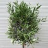Olea europaea (Olijf) op stam