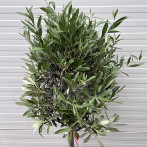 Olea europaea (Olijf) op stam