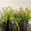 Carex Oshimensis ‘Everillo’ (Zegge)