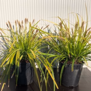 Carex Oshimensis ‘Everillo’ (Zegge)