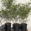 Fargesia Rufa 2 liter pot