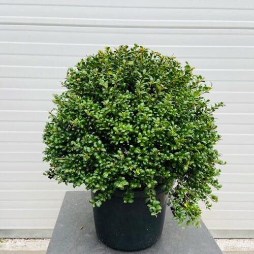 Ilex crenata bol 45 cm