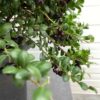 Ilex crenata bol 45 cm