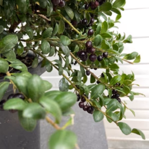 Ilex crenata bol 45 cm