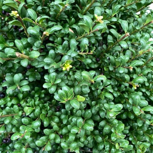 Ilex crenata bol 45 cm