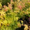 Acer pal. 'Orange Dream' bij Tas Boomkwekerij te Waddinxveen