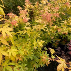 Acer pal. 'Orange Dream' bij Tas Boomkwekerij te Waddinxveen