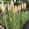 Cortaderia seloana (Pampasgras)