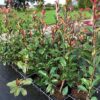 Photinia fraseri 'Red Robin struik