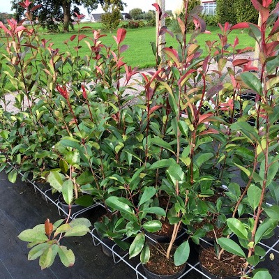 Photinia fraseri 'Red Robin struik